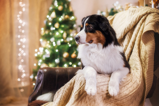 Dog breed Australian Shepherd, Aussie, Christmas and New Year - Fotoğraf, Görsel
