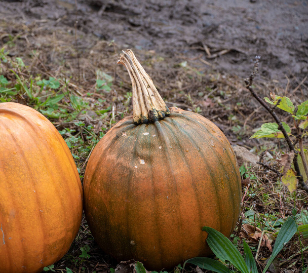Pumpkins  harvest  on pumpkin farm  - Foto, imagen