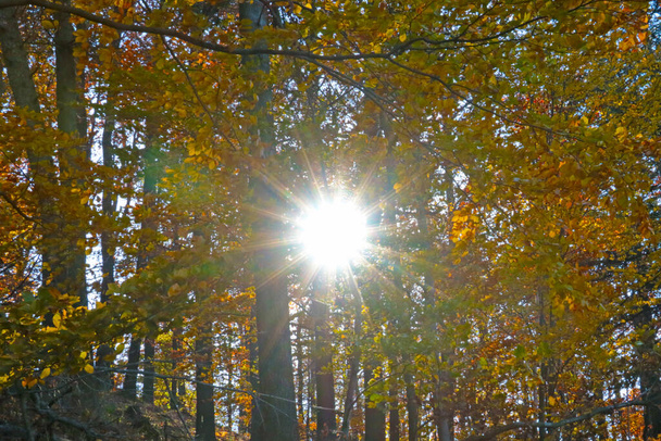 The bright sun shines through the branches of trees in the autumn forest - Foto, immagini