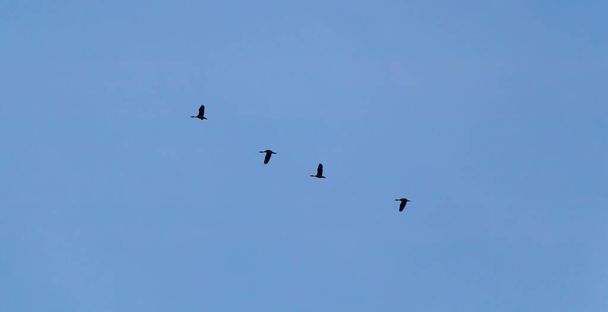 Flock of birds flying on the blue sky - Valokuva, kuva