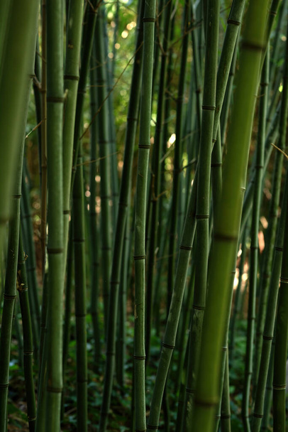 Close-up of bamboo stems in summer. - Foto, Bild