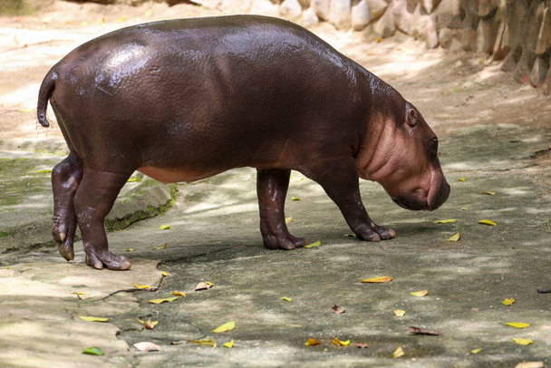 Dwarf hippopotamus in the garden  - Valokuva, kuva