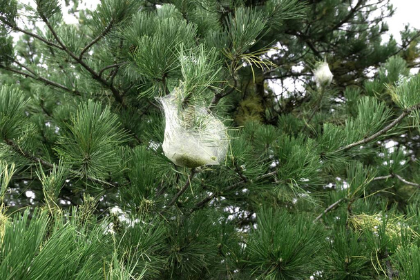 White silk nest built by the caterpillar of the pine processionary hanging from a branch, scientific name Thaumetopoea pityocampa - Foto, immagini