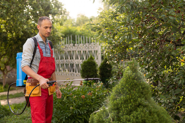 Jardineiro aplicando fertilizante inseticida para seu thuja usando um pulverizador. - Foto, Imagem