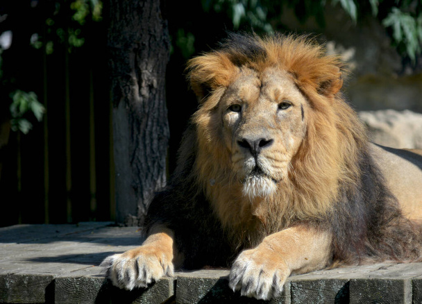 Close-up gaze of a powerful lion. Beautiful lion lies and sunbathes in the sun. Strong lion closeup. The lion is the king of beasts. Lion face stock photo. - 写真・画像