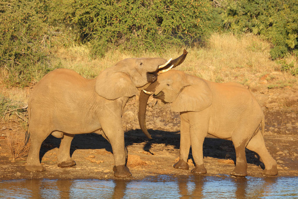 Afrikanischer Elefant / Αφρικανικός ελέφαντας / Loxodonta africana - Φωτογραφία, εικόνα
