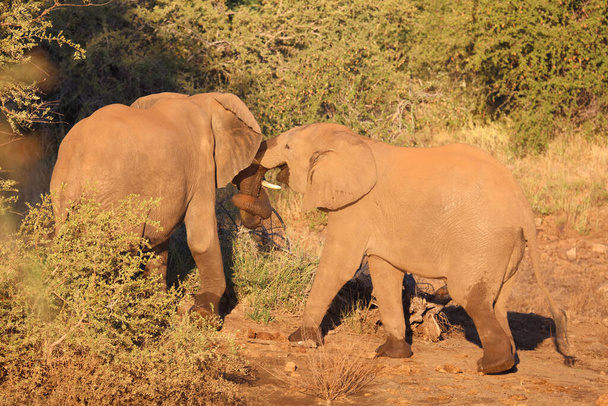 Afrikanischer Elefant / African elephant / Loxodonta africana - Fotó, kép