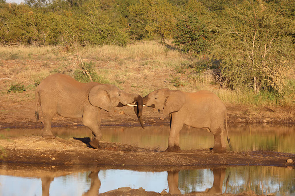 Afrikanischer Elefant / African elephant / Loxodonta africana - Foto, immagini