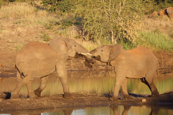 Afrikanischer Elefant / African elephant / Loxodonta africana - Foto, immagini