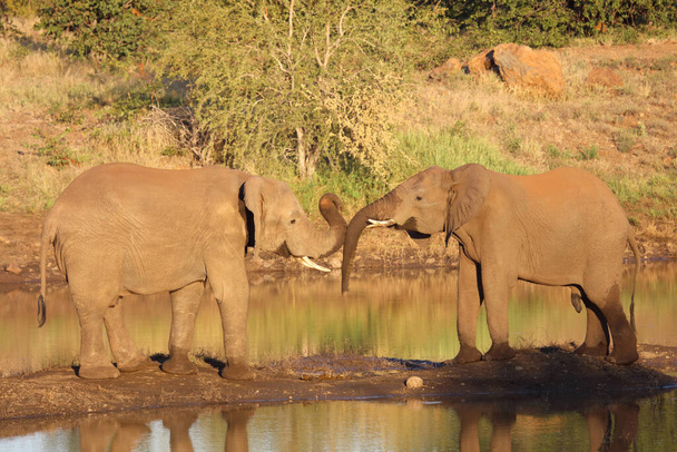 Afrikanischer Elefant / African elephant / Loxodonta africana - Photo, Image