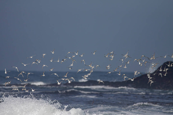 Σμήνη αμμόχελων που πετούν πάνω από τη βόρεια βραχώδη ακτή της Πορτογαλίας - Φωτογραφία, εικόνα
