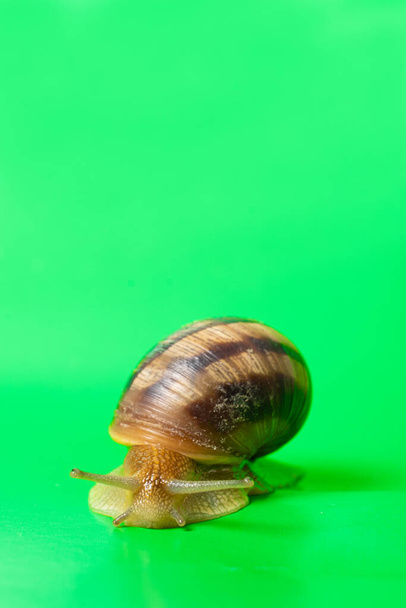 A big garden snail Helix pomatia on a green background, place for text - Foto, afbeelding