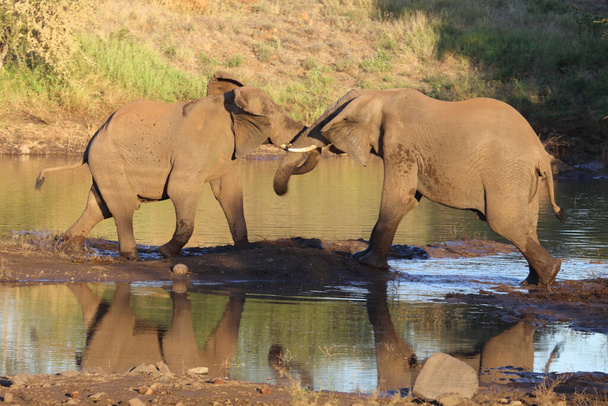 Afrikanischer Elefant / African elephant / Loxodonta africana - Fotografie, Obrázek