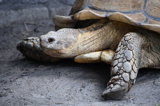 A Brown Tortoise On Land - Foto, immagini