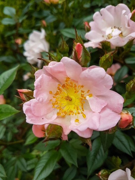 Όμορφη τριανταφυλλιά τριαντάφυλλο λουλούδια στο θερμοκήπιο - Φωτογραφία, εικόνα
