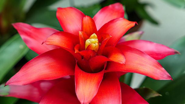 A beautiful bromeliad plants outdoors bromeliads in the garden. - Photo, Image