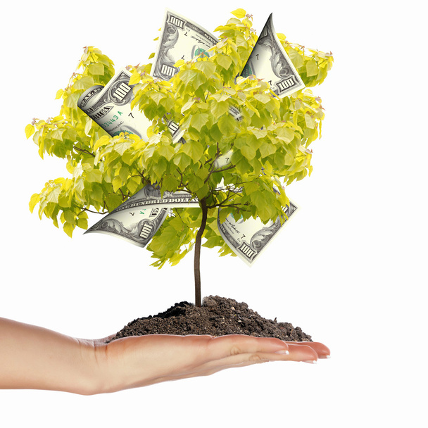 Money Tree - 写真・画像