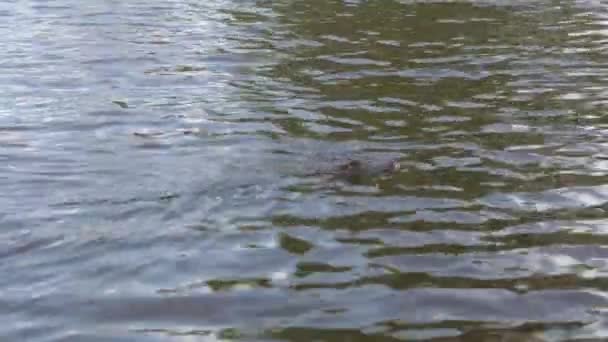 A mocsárban aligator - Felvétel, videó