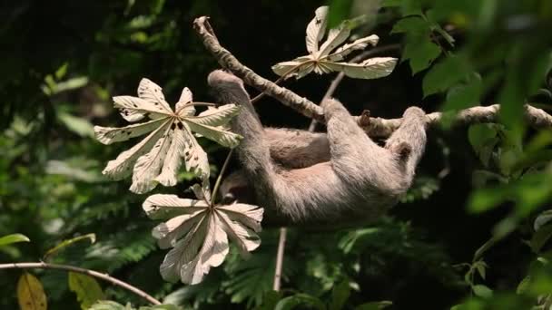 Kosta Rika video klibinde bir miskin hayvan  - Video, Çekim