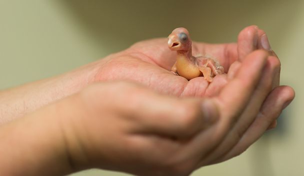 Portello neonato piccolo Cockatoo Bianco - Cacatua
 - Foto, immagini