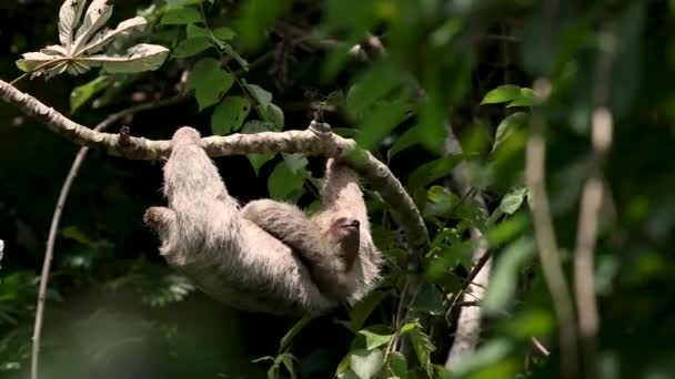 Un perezoso en Costa Rica video clip  - Metraje, vídeo