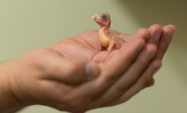 Pasgeboren uitkomen kleine witte Kakatoe - Cacatua - Foto, afbeelding