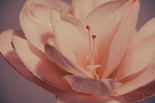 Schöne blühende weiße Amaryllis auf dunklem Hintergrund. Weiße Blume mit sichtbaren zarten Antheren. Postkarte. Grußkarte vorhanden. Blume Hintergrund - Foto, Bild