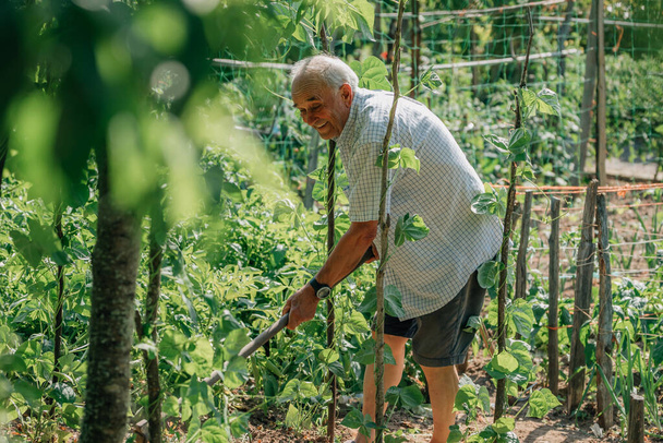 senior farmer working in the orchard, ecological self-consumption - Foto, afbeelding