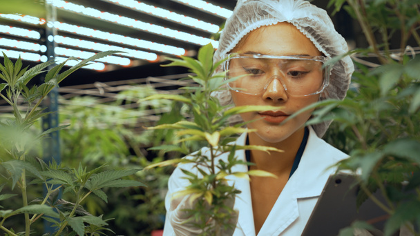 Scientist test cannabis product in curative indoor cannabis farm with scientific equipment before harvesting to produce cannabis products - 写真・画像