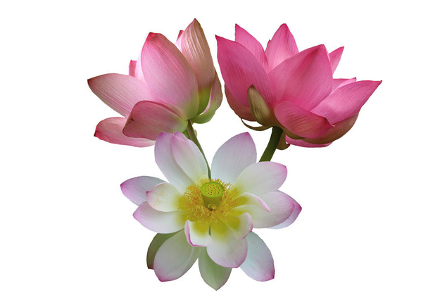 Pink lotus flowers, isolated on white background. Object with clipping path - Photo, Image