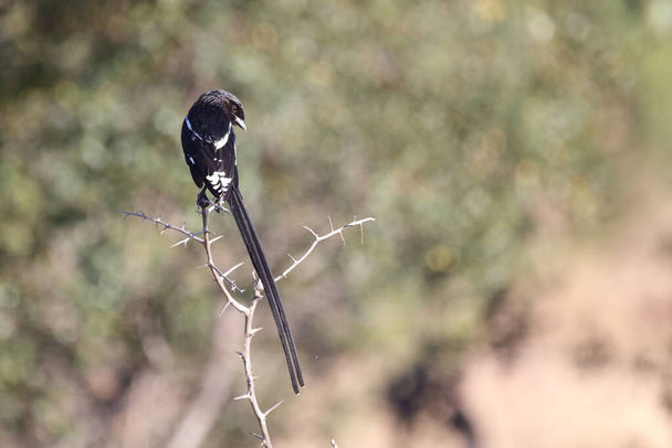 Long-tailed shrike - Magpie shrike / Lanius schach - Foto, afbeelding