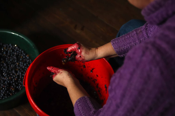 Defocus woman making wine. Female hands holding crushed grapes. Wine-making process. Harvest home. Grape on plate. Out of focus. - Photo, Image