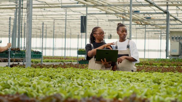 Two african american farm workers using laptop to manage online orders for fresh lettuce delivery to local stores and markets. Vegetables farm pickers using portable computer talking about harvesting. - Foto, Imagem