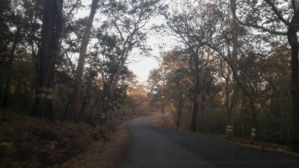 View of Dandeli forest and road passing through the trees of Dandeli forest, Karnataka, India. - Fotó, kép
