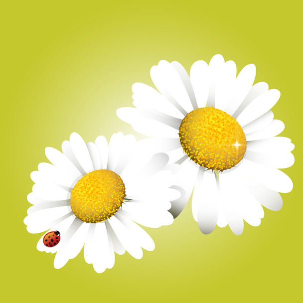 カモミールの花束 - ベクター画像