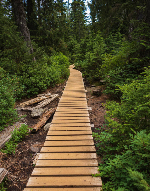 Path through temperate rain forest. Winding boardwalk in National Park, British Columbia Canada. Nobody, selective focus, travel photo - Valokuva, kuva