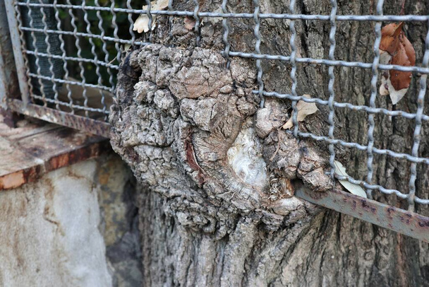 Capri, Campania, Italia - 13 de marzo de 2022: Barandilla envuelta por el tronco de un árbol en Via Palazzo a Mare - Foto, imagen
