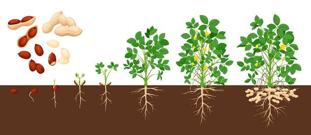 Peanut growth stages, vector groundnut growing process. Timeline from grain, seedling and big plant. Growing life cycle from of penut beans from seed to flowering and fruit-bearing ripe plant - ベクター画像