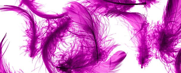 violet duck feathers on a white isolated background - Photo, Image