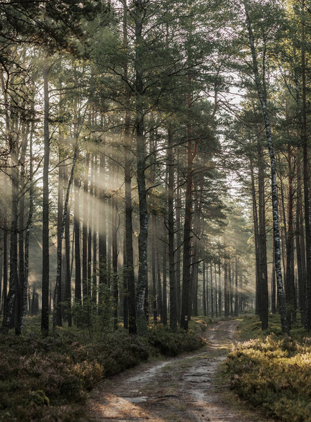 лесной пейзаж на рассвете, солнечные лучи светят сквозь деревья - Фото, изображение