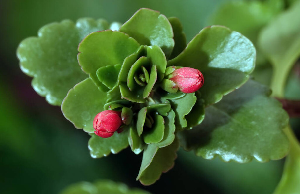 Kalanchoe Blossfeld is a perennial herbaceous succulent flowering plant of the Crassulaceae family. - Photo, Image