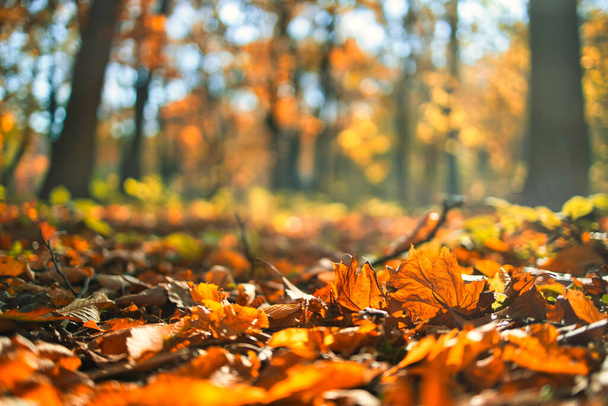 Outono folhas brilhantes coloridas no campo de prados com árvores florestais no fundo do parque outonal. Luz borrada do por do sol do bokeh, folhagem colorida do outono, fundo da queda. Natureza idílica - Foto, Imagem