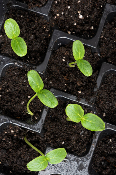 Выращивание огурцов из семян. Шаг 4 - Первые ростки. - Фото, изображение