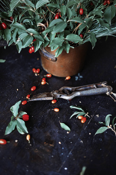 fresh dogwood fruits and spices on a dark background. - Photo, Image