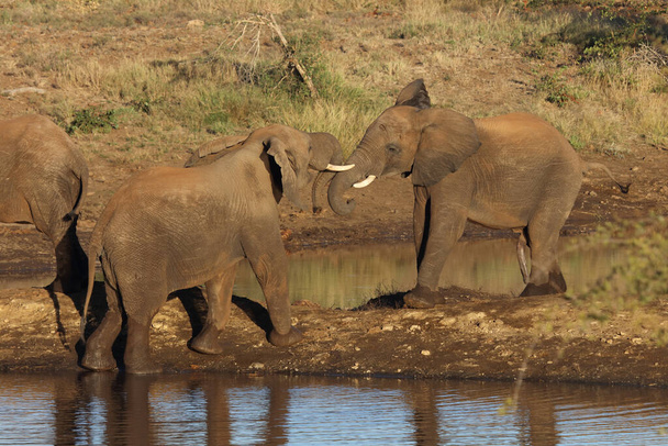 Afrikanischer Elefant / African elephant / Loxodonta africana - Fotografie, Obrázek