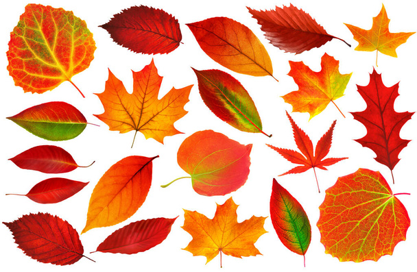 Collection of 25 red autumn tree leaves on white background. Realistic digital illustration based on render by neural networ - Foto, Imagem