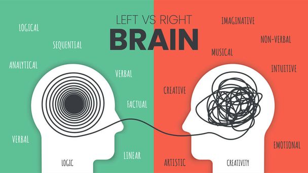 Left Brain vs. Right Brain Dominance infographic template. How the human brain works theory. Creative people right-brained and analytical thinkers left-brained concept. Visual slide for presentation vector. Education and Science illustrator. - ベクター画像