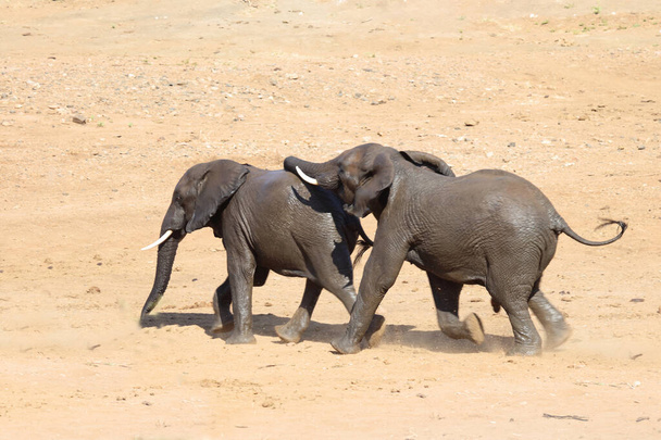 Afrikanischer Elefant / African elephant / Loxodonta africana - Photo, Image