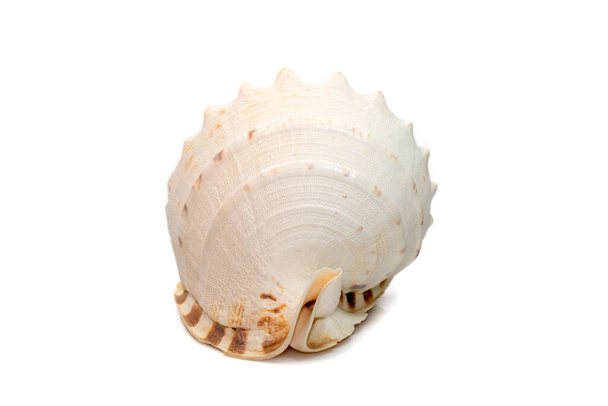Image of Horned Helmet sea shells. (cassis Cornuta) is a species of extremely large sea snail isolated on white background. Undersea Animals. Sea Shells. - Valokuva, kuva