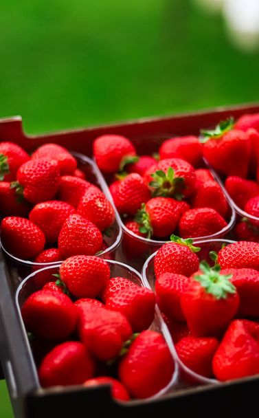 Strawberries packaged in box, sweet ripe perfect strawberry harvest, organic garden and agriculture concept - Fotó, kép
